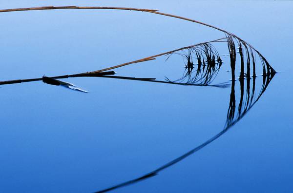 Schilfrohr Spiegelung im blauem Wasser de Robert Kalb