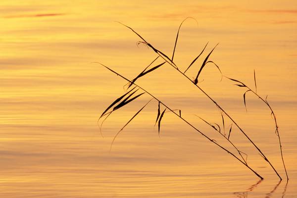 Stimmungsvolles Morgenlicht am Bodensee de Robert Kalb
