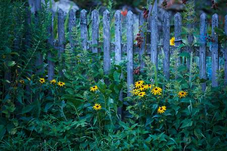 Romantischer Bauerngarten mit gelben Blumen und Holzzaun