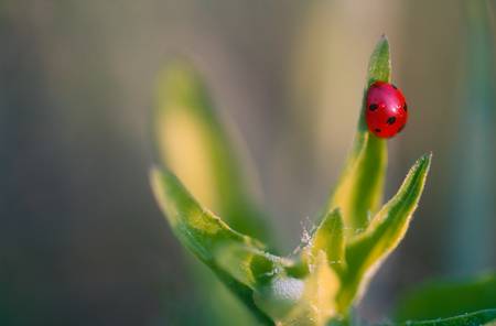 Siebenpunktmariakäfer (Marienkäfer) auf einem grünen Blatt