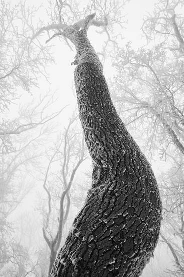 Verschneite und vereiste Bäume im Wienerwald
