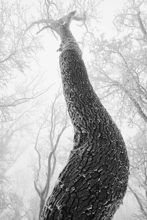 Verschneite und vereiste Bäume im Wienerwald de Robert Kalb
