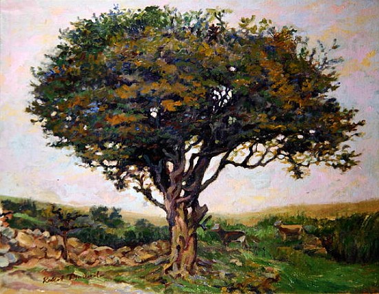 The Tree, Anglesey  de Robert  Tyndall