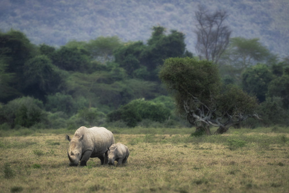 White Rhino de Roberto Marchegiani