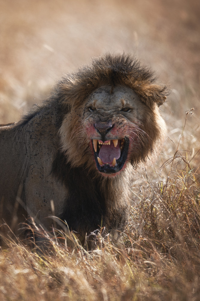 Angry Lion de Roberto Marchegiani