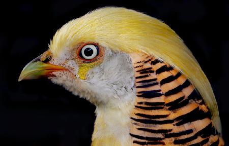 Portrait of a Golden Pheasant