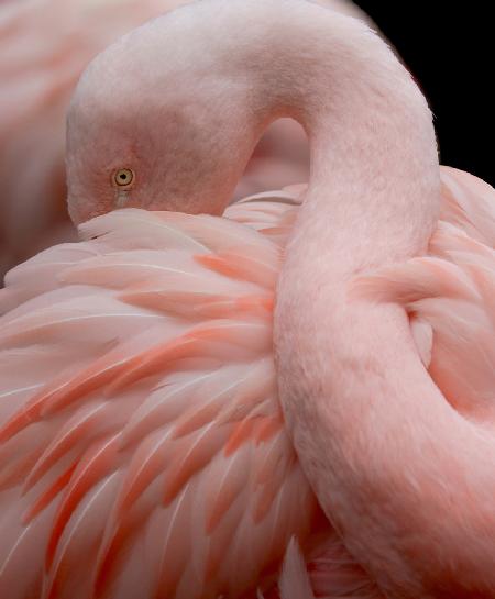 Portrait of a Pink Flamingo