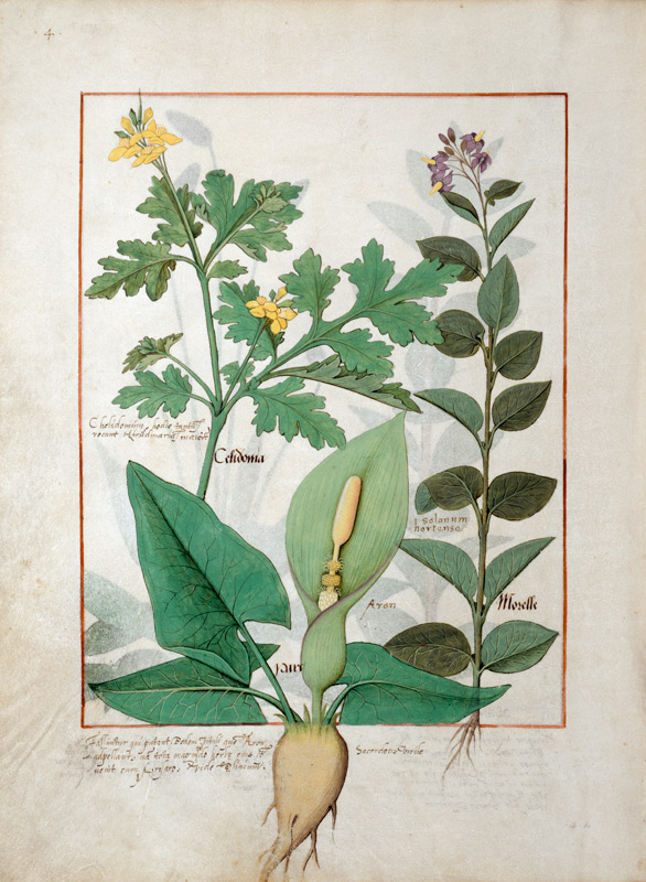 Ms Fr. Fv VI #1 fol.113v Greater Celandine or Poppy, Solanum or Nightshade, and Aron de Robinet Testard