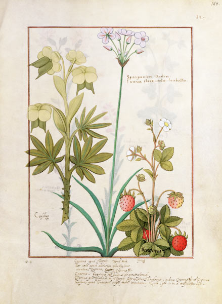Ms Fr. Fv VI #1 fol.128r Consiligo, Burreed and Strawberry, illustration from 'The Book of Simple Me de Robinet Testard