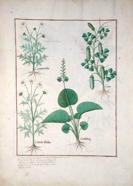 Chamomile (top left) and Cucumber (right) Illustration from 'The Book of Simple Medicines' by Matthe de Robinet Testard