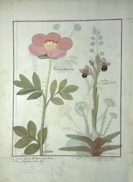 Ms Fr. Fol VI #1 Paeonia or Peony, and Orchis myanthos de Robinet Testard