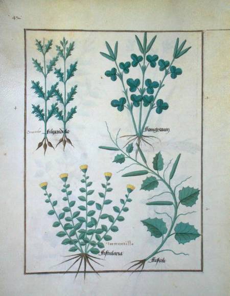 Ms Fr. Fv VI #1 f.132v Top row: Filipendula. Bottom row: Fistularia and Faseolus, illustration from de Robinet Testard