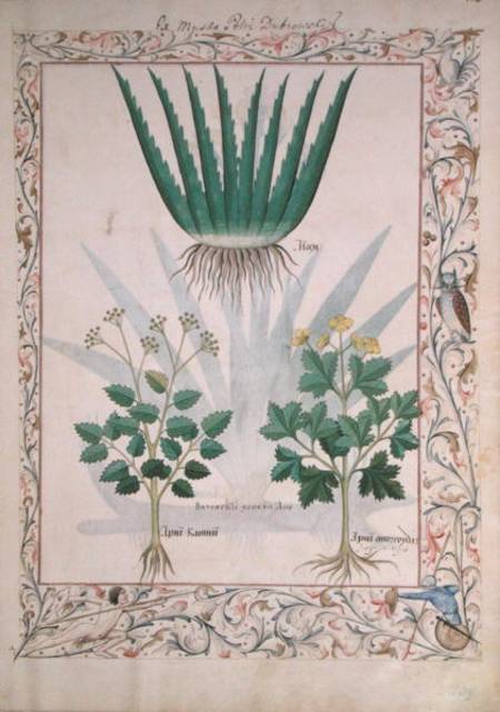 Ms Fr. Fv VI #1 fol.112 Aloe and Apio illustration from 'The Book of Simple Medicines' de Robinet Testard