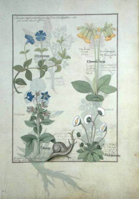 Ms Fr. Fv VI #1 fol.114 Top row: Blue Clematis or Crowfoot and Primula. Bottom row: Borage or Forget de Robinet Testard