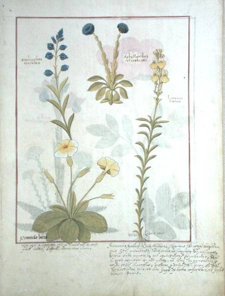 Ms Fr. Fv VI #1 fol.117 Top row: Onobrychis or Sainfoin, and Aphyllanthes. Bottom row: Linaria Lutea de Robinet Testard