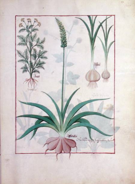 Ms Fr. Fv VI #1 fol.119r Garlic and other plants de Robinet Testard