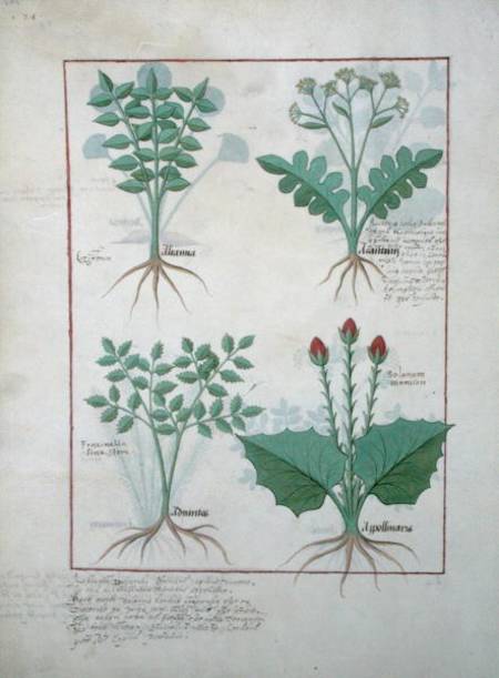 Ms Fr. Fv VI #1 fol.123v Top row: Ligustrum and Acanthus. Bottom row: Grass plant and Apollinaris, i de Robinet Testard