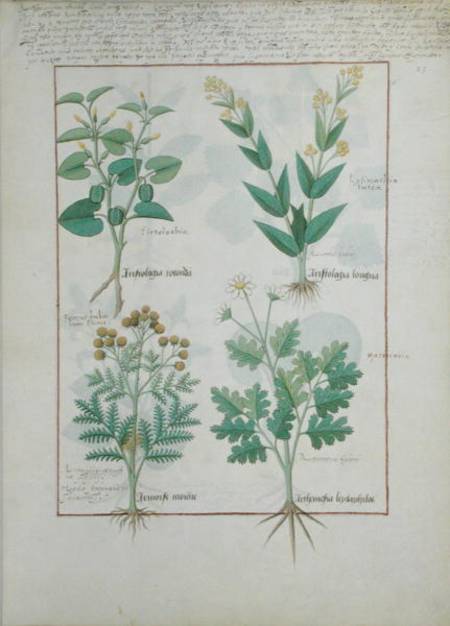 Ms Fr. Fv VI #1 fol.124r Top row: Aristolochia Rotundi and Aristolochia Longua. Bottom row: Armoise de Robinet Testard