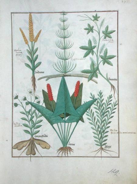 Ms Fr. Fv VI #1 fol.125r Top row: Maize, Equisetum and Labruscae flos. Bottom row: Daisy, Jarus and de Robinet Testard