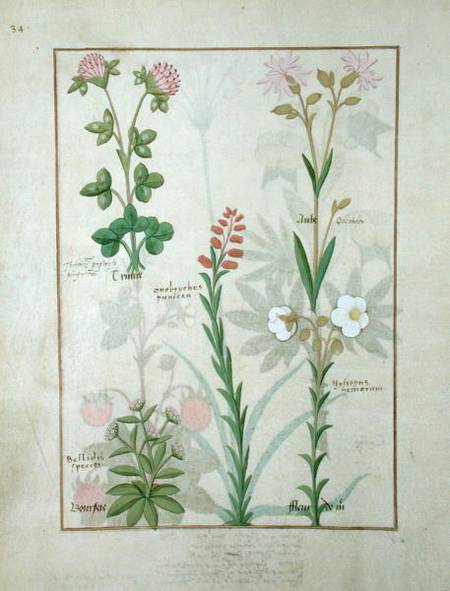 Ms Fr. Fv VI #1 fol.128v Top row: Red clover and Aube. Bottom row: Bellidis species, Onobrychis and de Robinet Testard