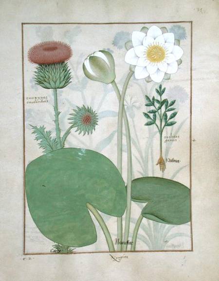 Ms Fr. Fv VI #1 fol.129r Plumed thistle, Water lily and Castor bean plant, illustration from 'The Bo de Robinet Testard