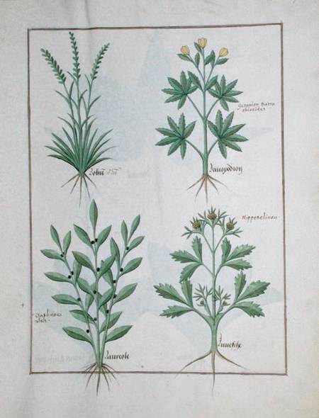 Ms Fr. Fv VI #1 fol. 126r Top row: Lolni and Geranium. Bottom row: Daphnoides and Parsley, illustrat de Robinet Testard