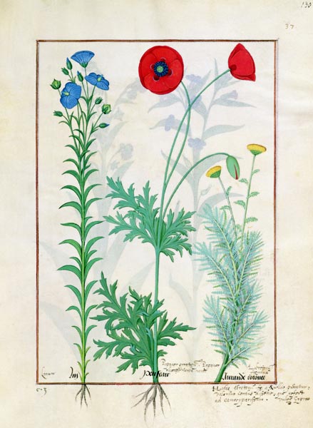 Ms Fr. Fv VI #1 fol.130r Linum, Garden poppies and Abrotanum, illustration from 'The Book of Simple de Robinet Testard