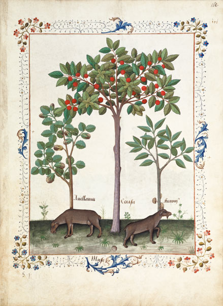 Ms Fr. Fv VI #1 fol.162r Hazelnut Bush (left) and Cherry tree (centre) de Robinet Testard