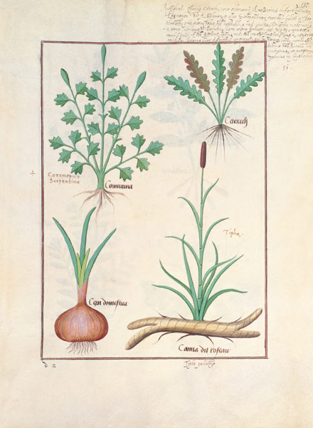 Illustration from 'ThedBook of Simple Medicines' by Mattheaus Platearius (d.c.1161) de Robinet Testard
