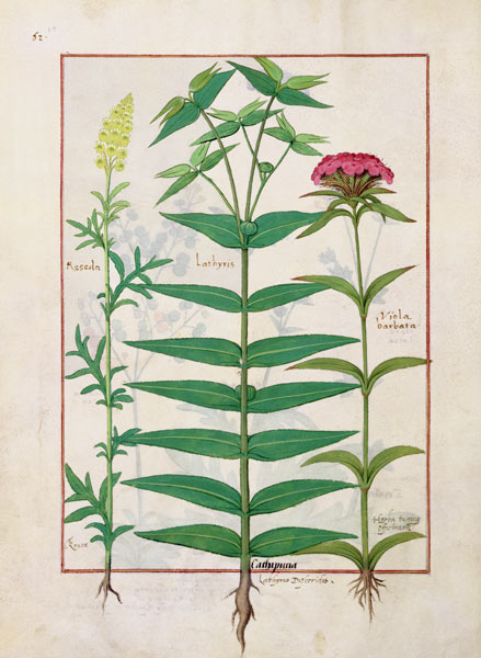 Ms Fr. Fv VI #1 fol. Reseda, Euphorbia and Dianthus de Robinet Testard