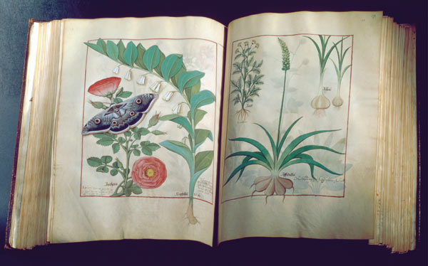 Ms Fr. Fv VI #1 Two pages depicting Rose and Garlic de Robinet Testard