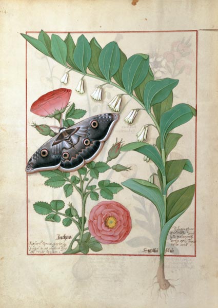 Rose and Polygonatum (Solomon's Seal) illustration from 'The Book of Simple Medicines' by Mattheaus de Robinet Testard