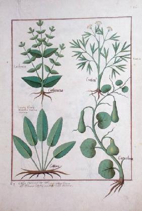 Ms Fr. Fv VI #1 fol.122r Euphorbia Lathyris, Beechwort, Mint and Fig