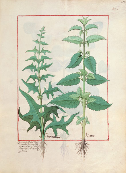 Urticaceae (Nettle Family) Illustration from the 'Book of Simple Medicines' by Mattheaus Platearius de Robinet Testard