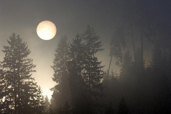 Aufgehende Sonne im Nebelwald de Rolf Haid