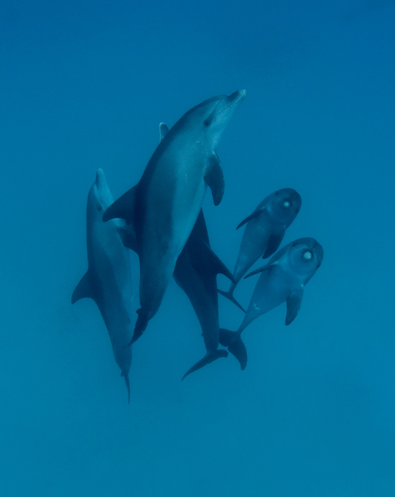 Dolphins 6 de Romano Molinari
