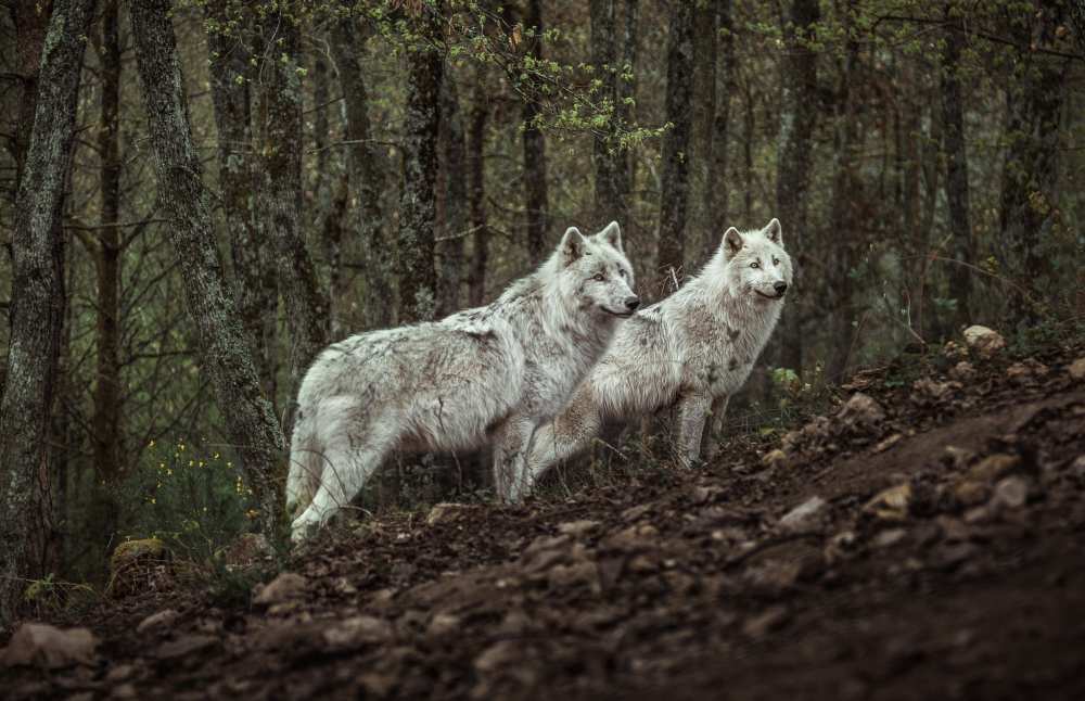 Meeting with white Wolves de Ronan Siri