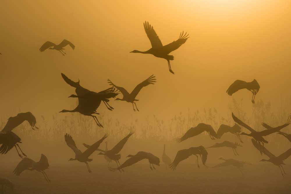 Sunrise with Cranes de Ronen Rosenblatt