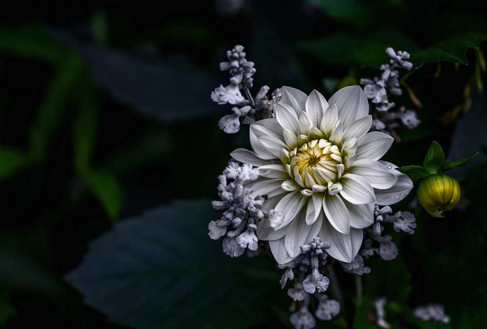 Dahlia flower de Ronny Olsson