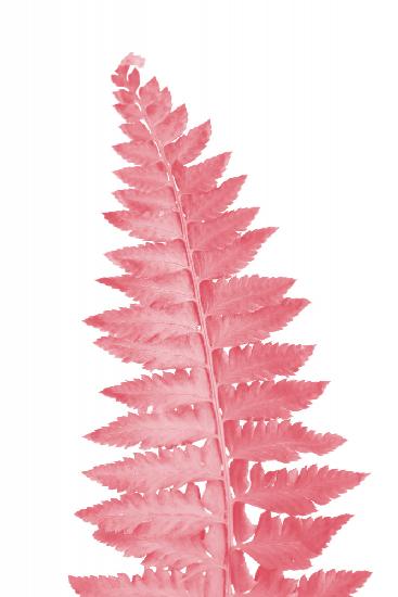 Pink fern leaf