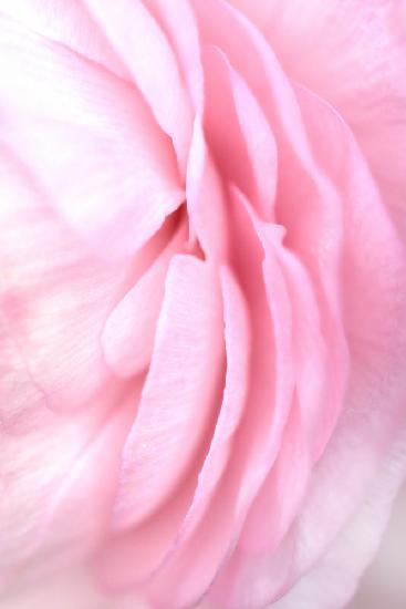 Soft pink petals