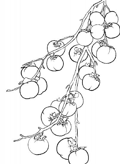 Branch of persimmons