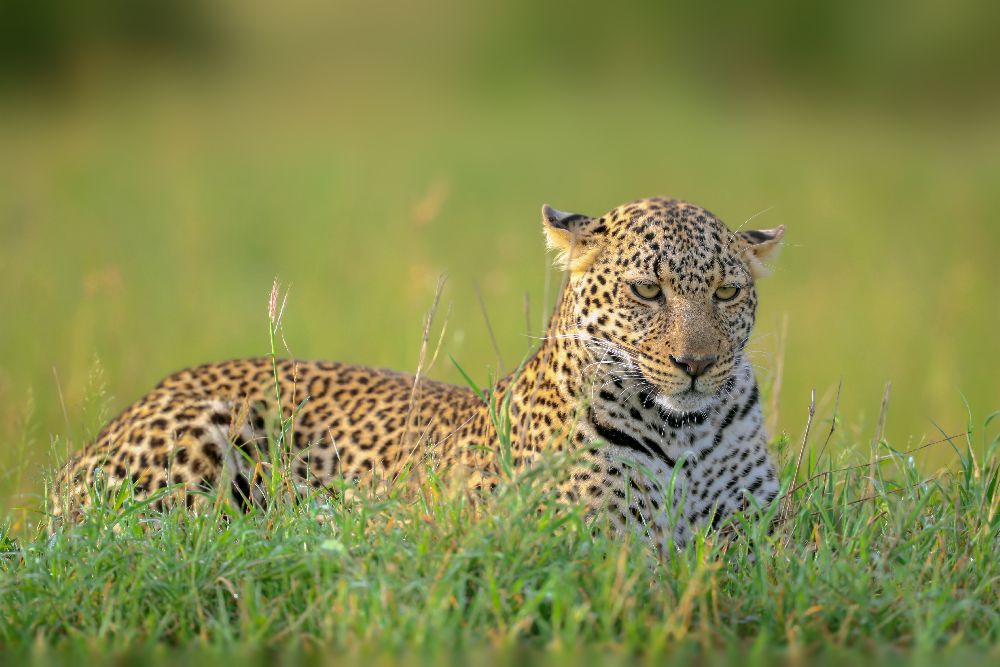 The Leopard de Roshkumar