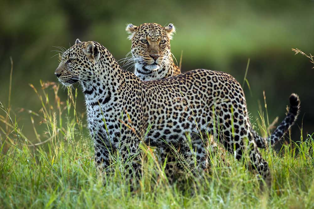 Leopard Family de Roshkumar