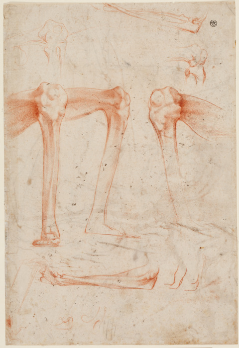 Studies of legs, knees and arms de Rosso Fiorentino