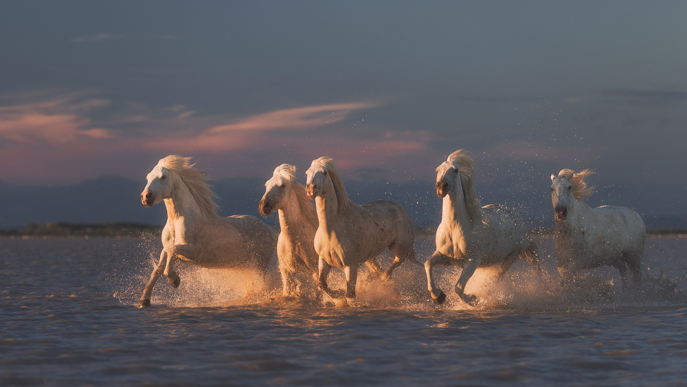 Camargue horses on sunset de Rostovskiy Anton