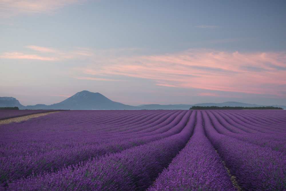 Lavender field de Rostovskiy Anton
