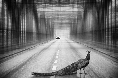 peacock on the bridge
