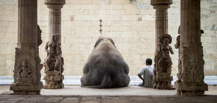 The Elephant & its Mahot de Ruhan