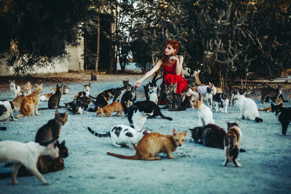 Cats de Ruslan Bolgov (Axe)